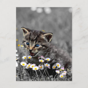 Niedlich Adorable Cat Kitten Postkarte