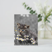 Niedlich Adorable Cat Kitten Postkarte (Stehend Vorderseite)
