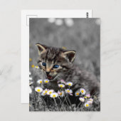 Niedlich Adorable Cat Kitten Postkarte (Vorne/Hinten)