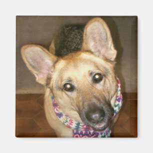 Niedlich Adorable German Shepherd Dog Black & Tan Magnet