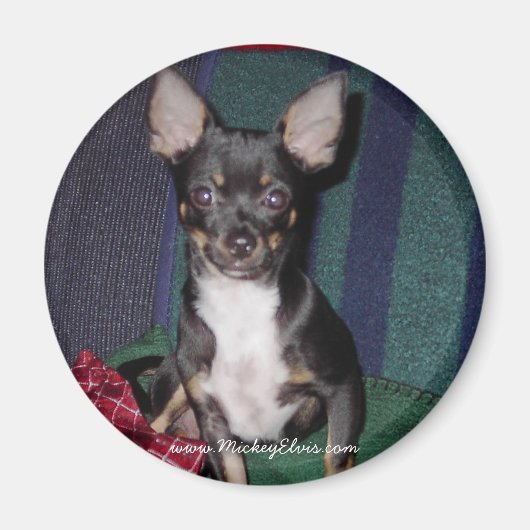 Niedlich & Adorable MickeyElvis Magnet (Vorne)