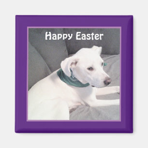 Niedlich Adorable White Puppy Dog Lila Ostergesche Magnet