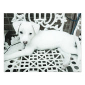 Niedlich Adorable White Puppy Foto Erweiterung (Vorne)