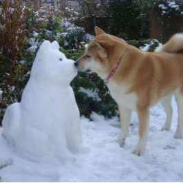 niedlich akita kissende Snowman akita Foto Postkarte