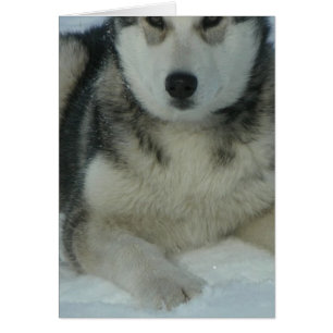 Niedlich Alaskan Malamute