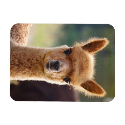 Niedlich Alpaca Magnet (Horizontal)