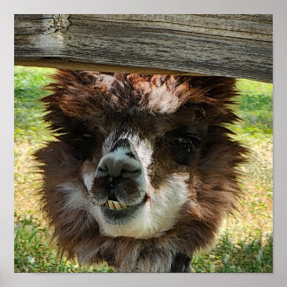 Niedlich Alpaca Poster