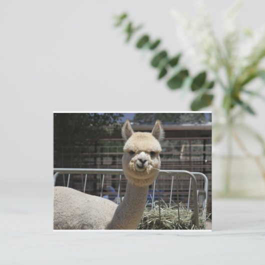 Niedlich Alpaca Postkarte (Stehend Vorderseite)