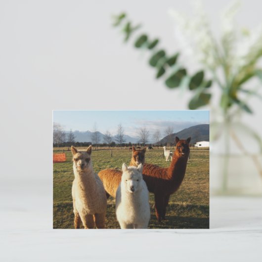 Niedlich Alpacas Postkarte (Stehend Vorderseite)