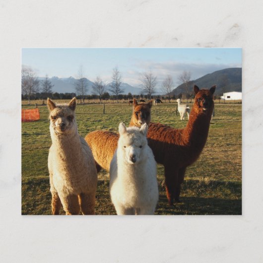 Niedlich Alpacas Postkarte (Vorderseite)