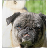 Niedlich als Mops Duschvorhang (Vorderseite)
