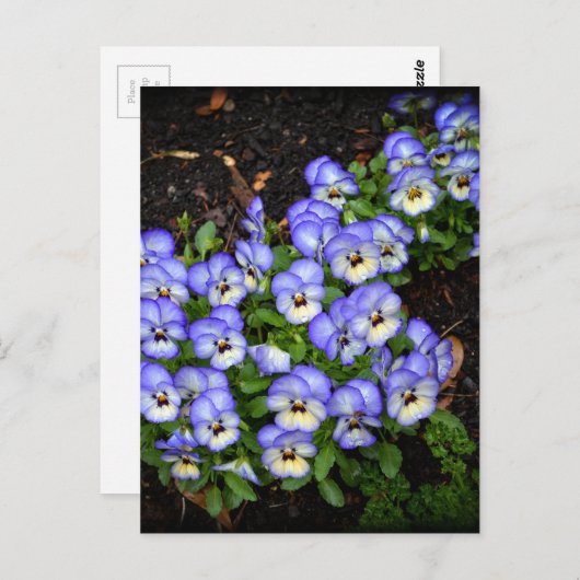 Niedlich als Schaltflächen Postkarte (Vorne/Hinten)