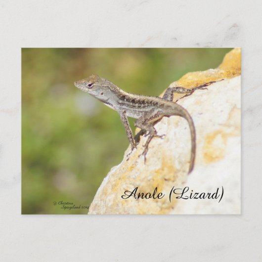 Niedlich Anole Lizard Postcard Postkarte (Vorderseite)