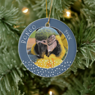 Niedlich Ara Pet Parrot Foto Star Weihnachten Keramik Ornament