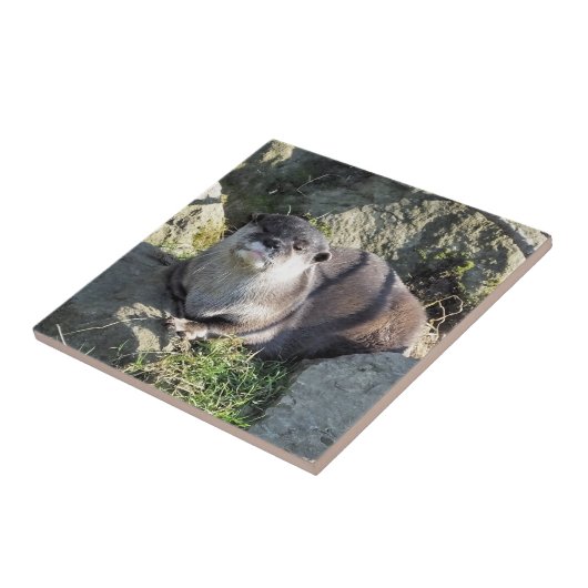 NIEDLICH ASIAN OTTER FLIESE (Seite)