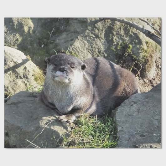 NIEDLICH ASIAN OTTER GESCHENKPAPIER (Flach)