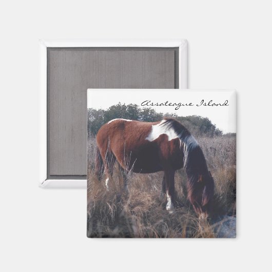 Niedlich Assateague Mare - Magnet (Vorderseite/Rückseite)
