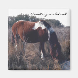 Niedlich Assateague Mare - Magnet