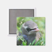 Niedlich Baby Bird Nature Magnet (Vorderseite/Rückseite)