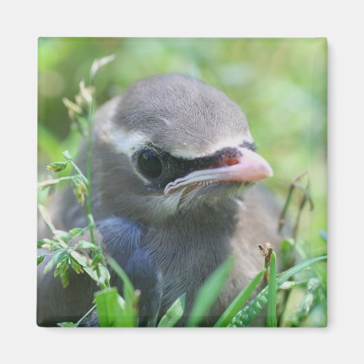 Niedlich Baby Bird Nature Magnet (Vorne)