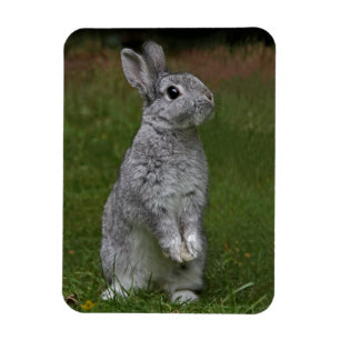 Niedlich Baby Bunny Flexi Magnet