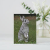 Niedlich Baby Bunny Postcard Postkarte (Stehend Vorderseite)