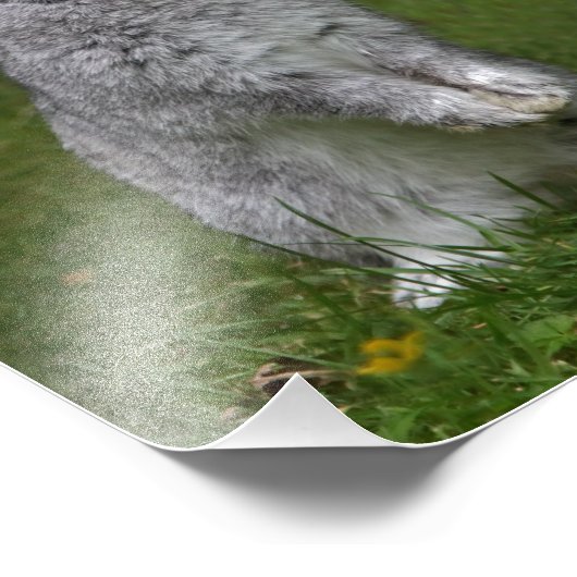 Niedlich Baby Bunny Print Fotodruck (Ecke)