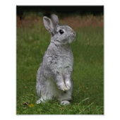 Niedlich Baby Bunny Print Fotodruck (Vorne)
