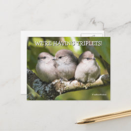 Niedlich Baby Bushtit Songbirds in Birnbaum Postkarte