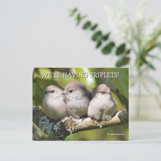 Niedlich Baby Bushtit Songbirds in Birnbaum Postkarte (Stehend Vorderseite)