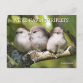 Niedlich Baby Bushtit Songbirds in Birnbaum Postkarte (Vorderseite)