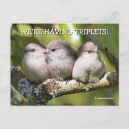 Niedlich Baby Bushtit Songbirds in Birnbaum Postkarte