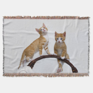 Niedlich Baby Cats Kittens Funny Gym Foto - Decke