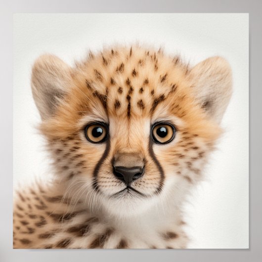 Niedlich Baby Cheetah Portrait | Platz 1:1 Poster (Vorne)