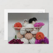Niedlich Baby Chickens Postcard Postkarte (Vorne/Hinten)