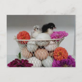 Niedlich Baby Chickens Postcard Postkarte (Vorderseite)