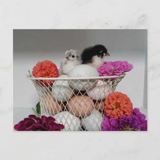 Niedlich Baby Chickens Postcard Postkarte (Vorderseite)