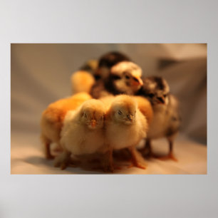 Niedlich Baby Chicks Poster