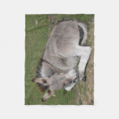 Niedlich Baby Donkey Foal Fleecedecke (Vorderseite)