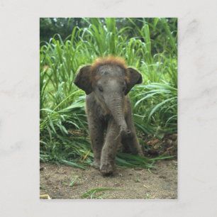 Niedlich Baby Elephant Postkarte