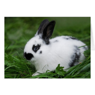 Niedlich Baby English Bunny Rabbit - Baby Animals
