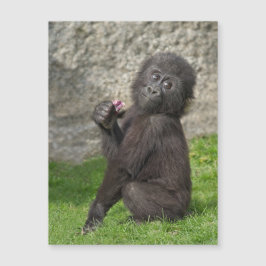 Niedlich Baby Gorilla Magnetkarte