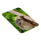 Niedlich Baby Groundhog / Woodchuck Magnet (Rechte Seite)