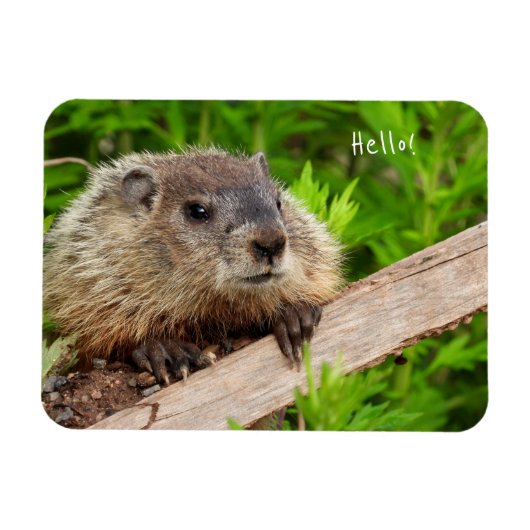 Niedlich Baby Groundhog / Woodchuck Magnet (Horizontal)