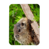 Niedlich Baby Groundhog / Woodchuck Magnet (Vertikal)