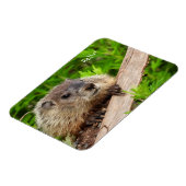 Niedlich Baby Groundhog / Woodchuck Magnet (Linke Seite)