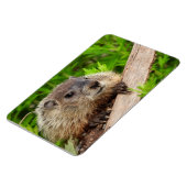 Niedlich Baby Groundhog / Woodchuck Magnet (Linke Seite)
