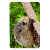Niedlich Baby Groundhog / Woodchuck Magnet (Vertikal)