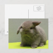 Niedlich Baby Holland Lop Postkarte (Vorne/Hinten)