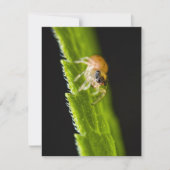 Niedlich Baby Jumping Spider - Salticid (Vorderseite)